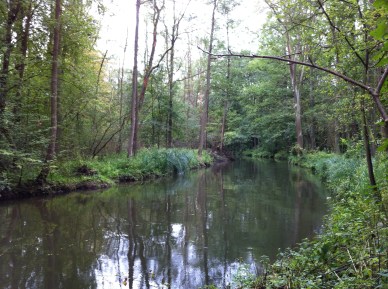 Unterer Spreewald Wildnis