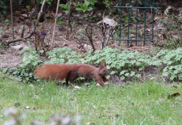 Pinselohr auf der Flucht_3260